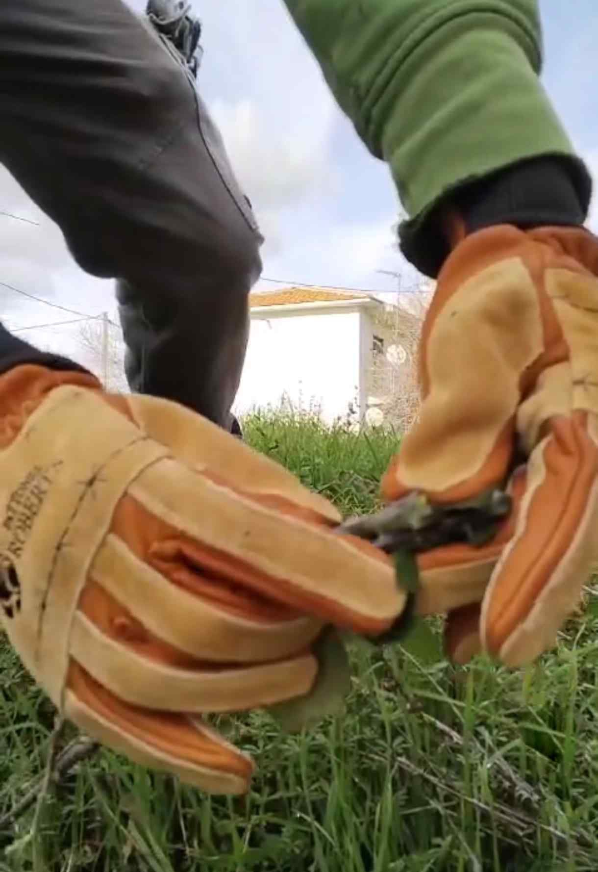 Usando los guantes de protección contra espinas