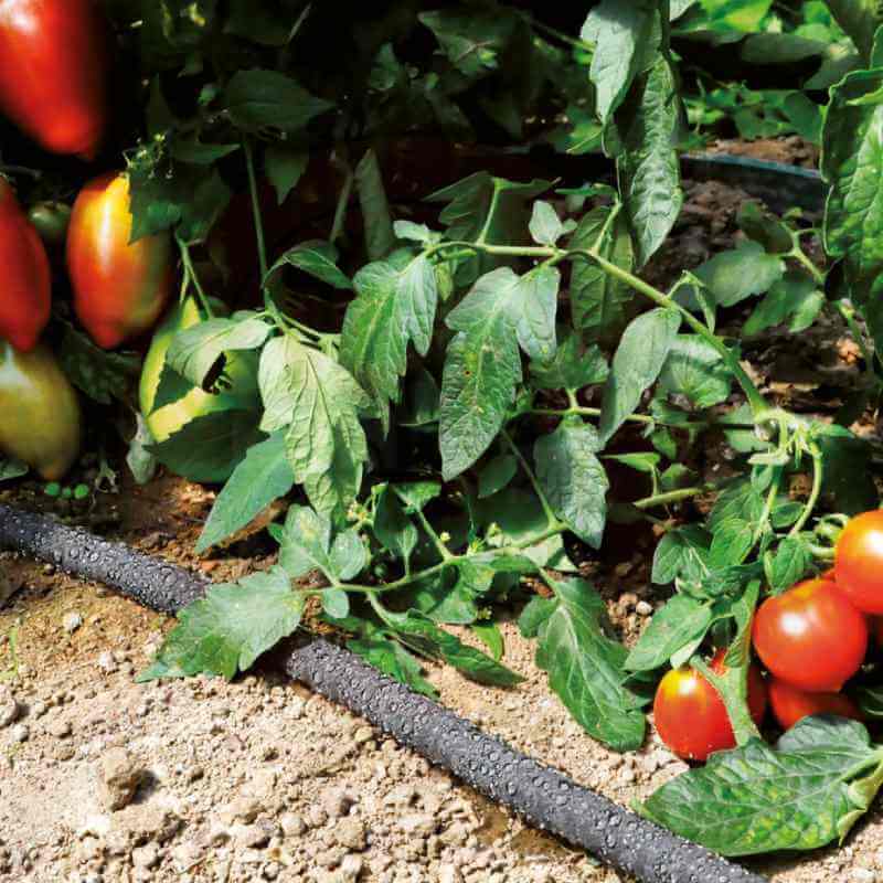 Un huerto con tomates regado por goteo ocn la manguera Fitt Ecodrop en superficie